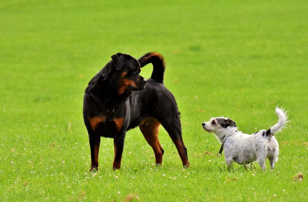  Rottweilers: Good Family Dogs